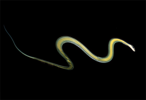 Flying snake or Golden tree snake (Chryopelea Ornata)