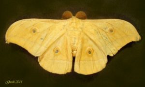 Different Types Of Silk And Silkworms In India