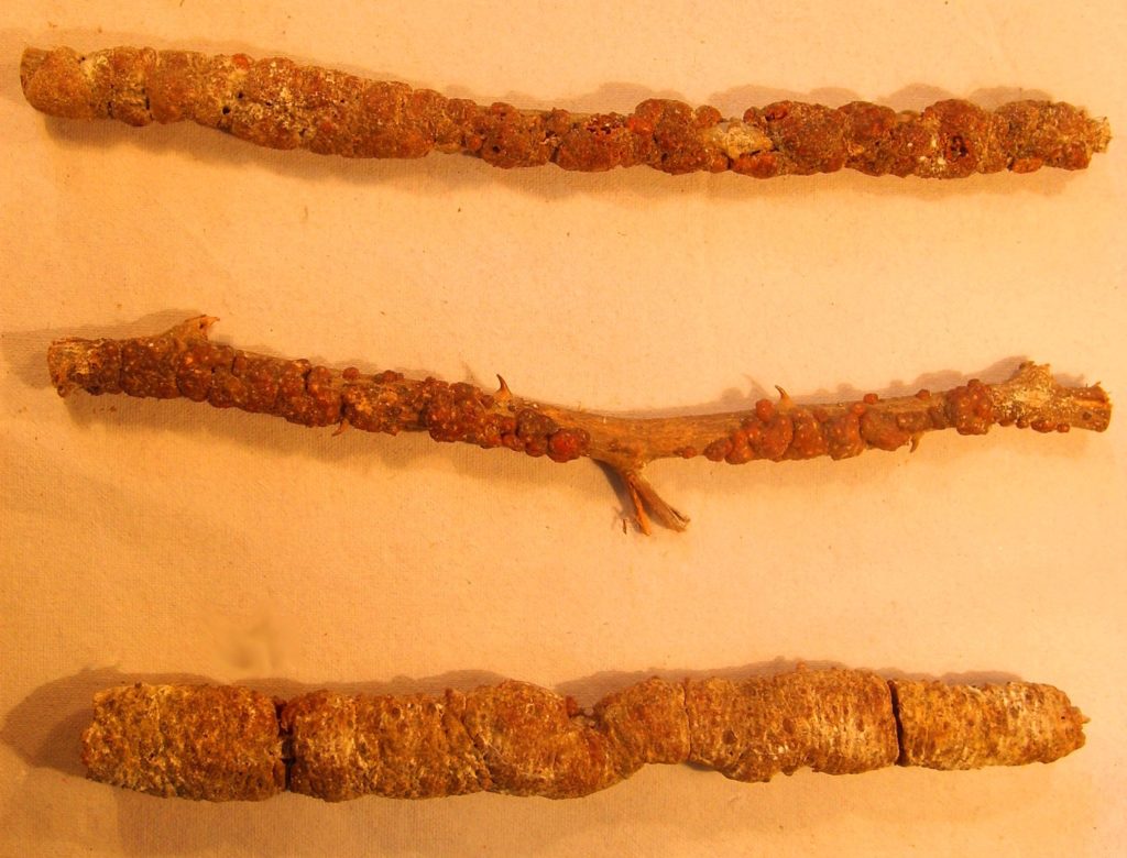 Lac culture Zoology for IAS, IFoS and other competitive exams