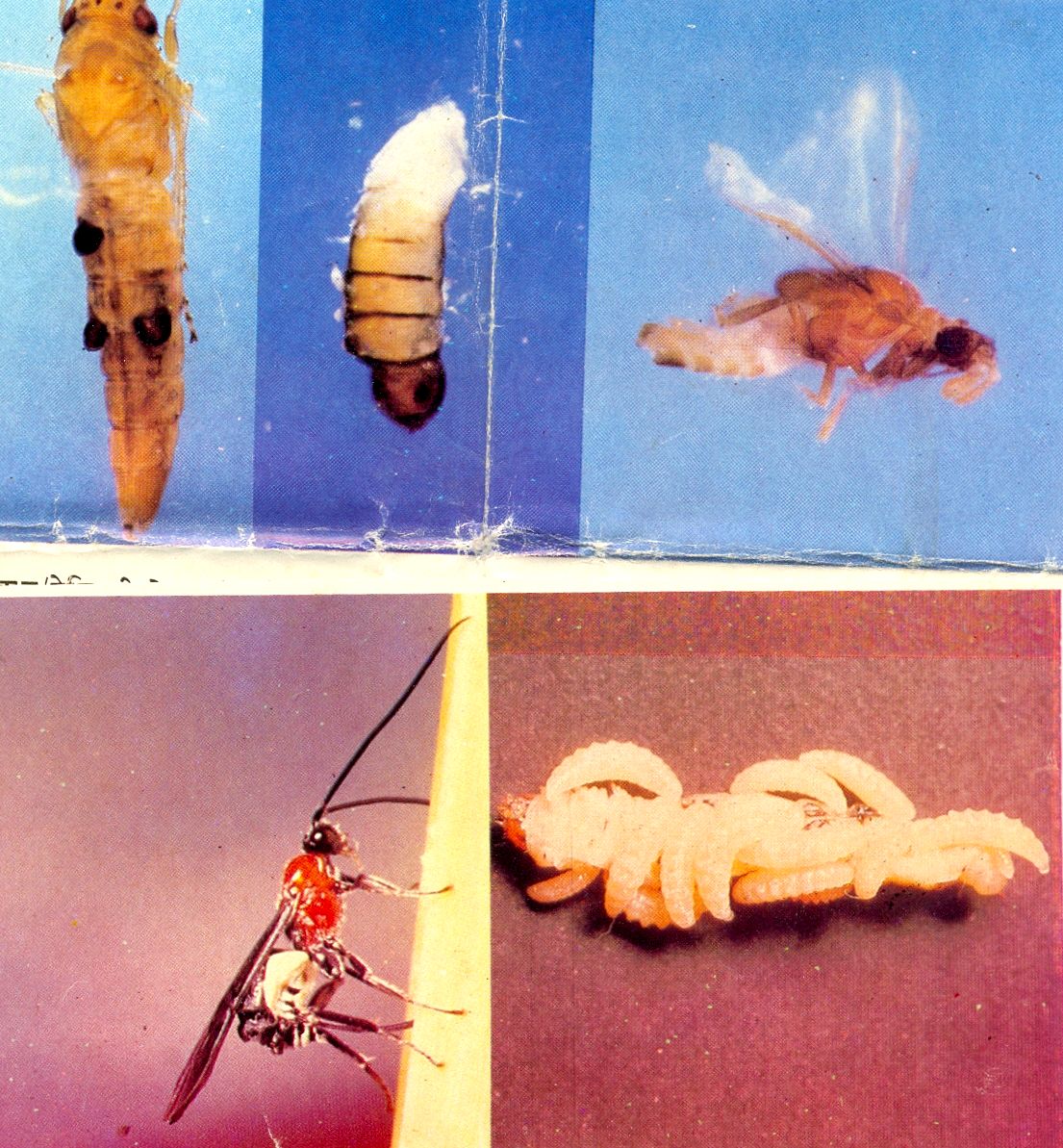 Biological Control of pests Zoology for IAS, IFoS and other