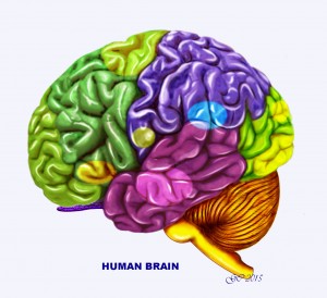 Web-Human-Brain-