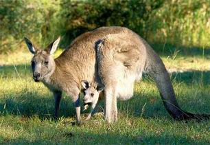Marsupials | Zoology for IAS, IFoS and other competitive exams