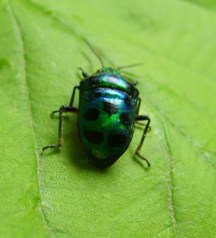 insects | IASzoology.com